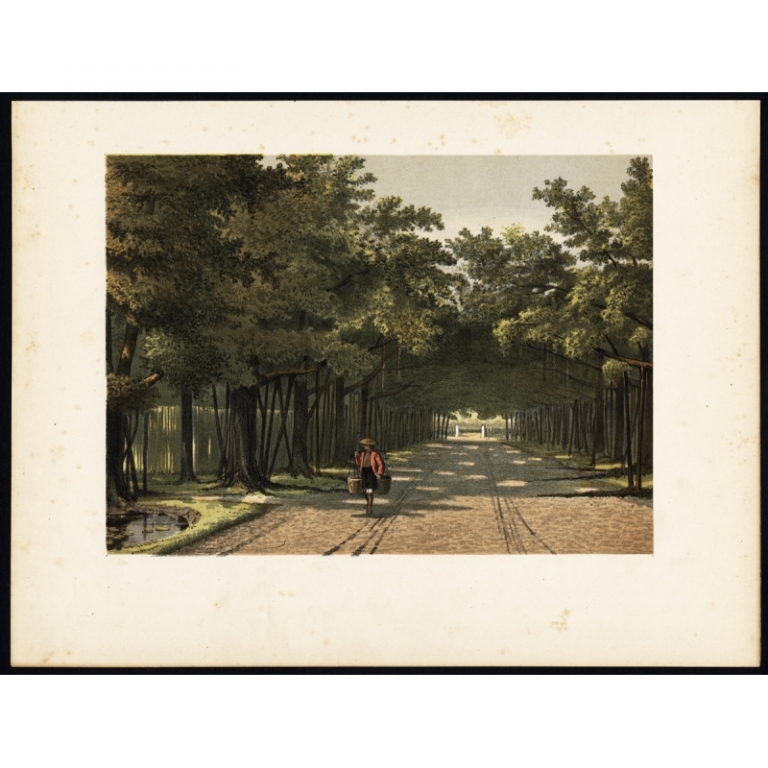 Antique Print of the Royal Arboretum in Batavia by Perelaer (1888)