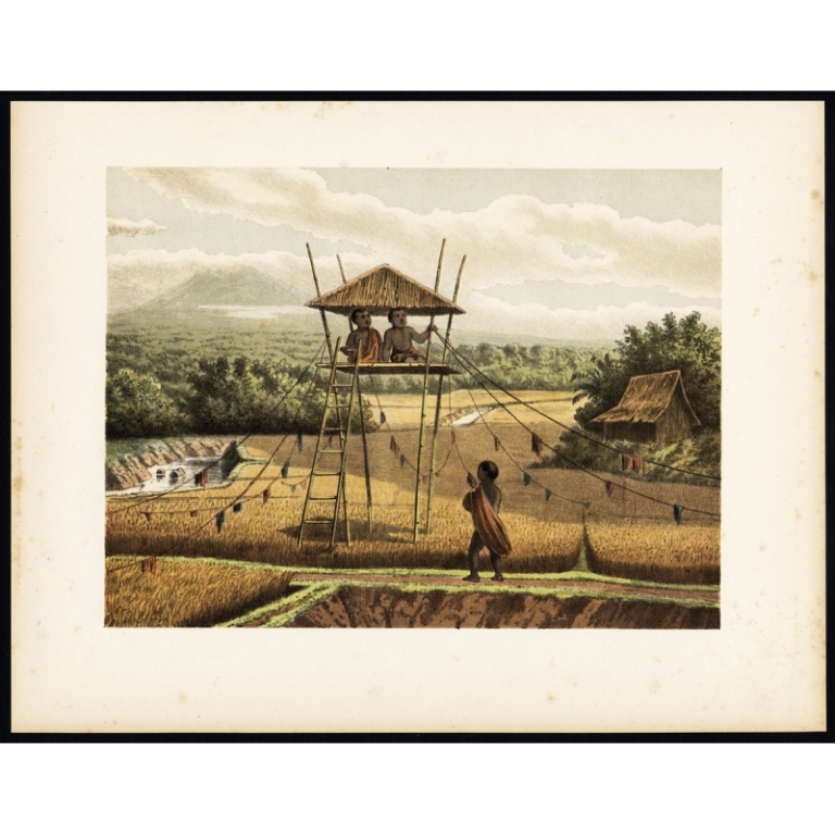Antique Print of a Rice Field near Tempoeran (Java) by Perelaer (1888)
