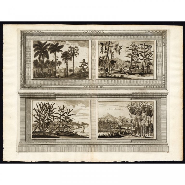 Antique Print of Spices and Crops of the East Indies by Van der Aa (1725)