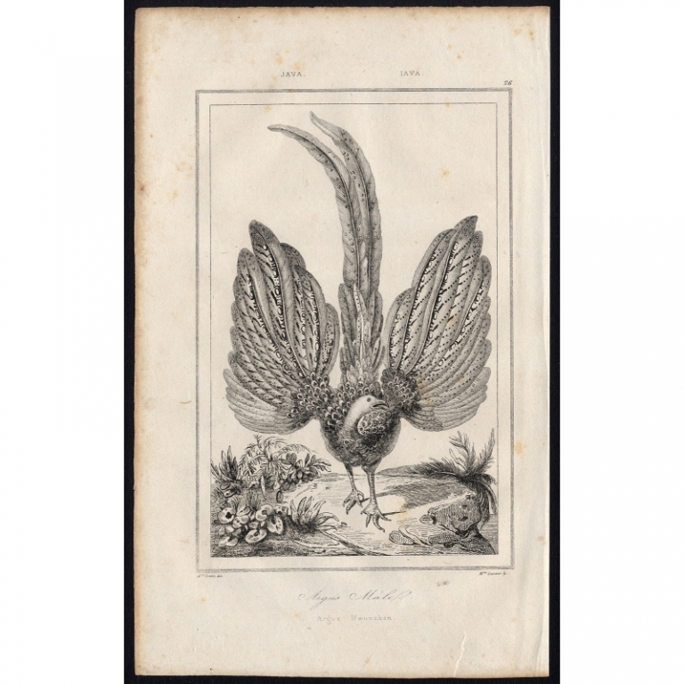 Antique Print of a male Argus by Rienzi (1836)