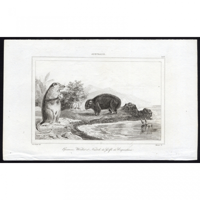 Antique Print of an Opossum, a Wombat and a Nautilus by Rienzi (1836)