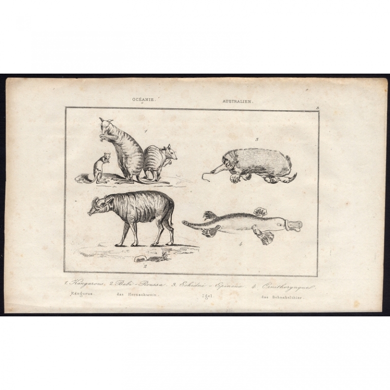 Antique Print of Kangaroos and other Animals by Rienzi (1836)