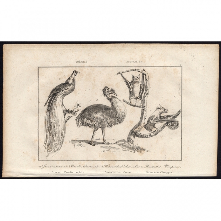 Antique Print of Birds of Paradise and other Birds by Rienzi (1836)