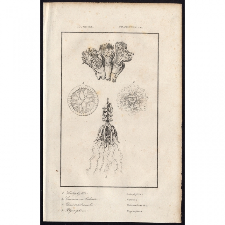 Antique Print of Corals and Sponges by Rienzi (1836)