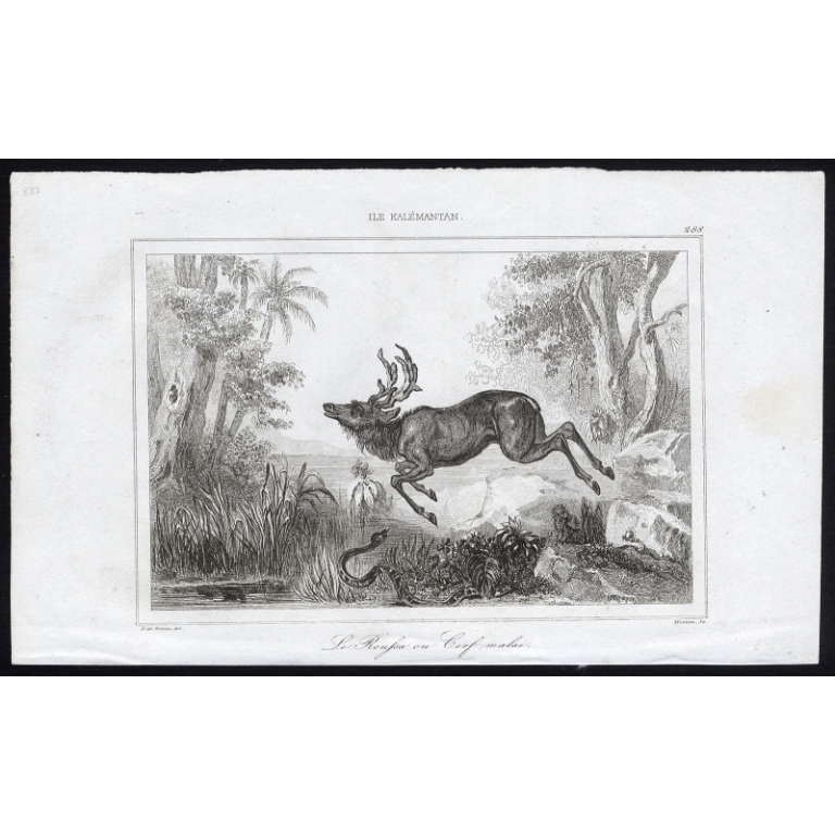Antique Print of a Malay deer by Rienzi (1836)