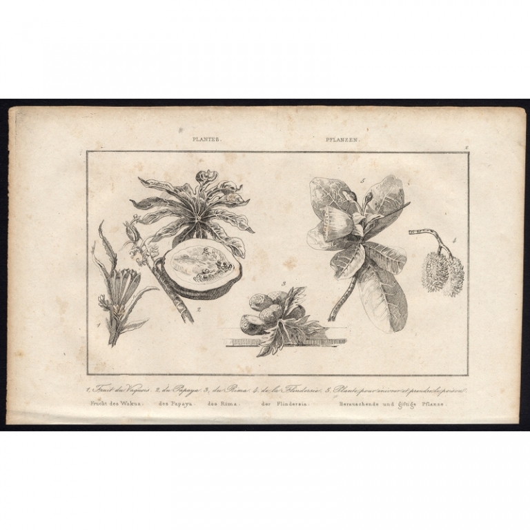 Antique Print of various Asian Fruits by Rienzi (1836)