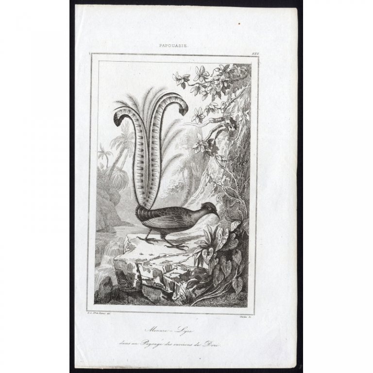 Antique Print of a Lyrebird by Rienzi  (1836)