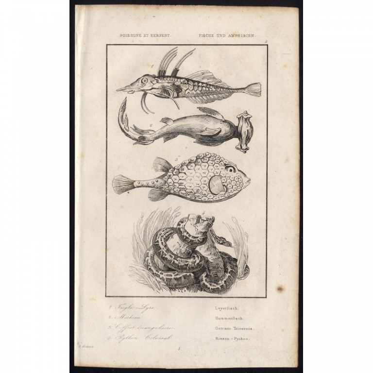 Antique Print of Marine Animals by Rienzi (1836)