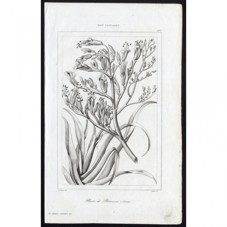 Antique Print of New Zealand flax by Rienzi (1836)