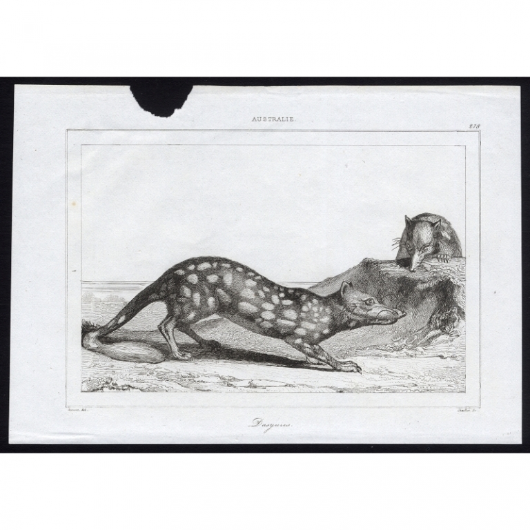 Antique Print of two Quolls by Rienzi (1836)