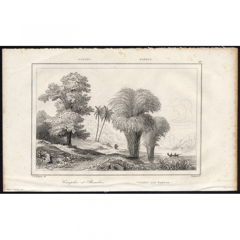 Antique Print of a Camphor tree and Bamboo by Rienzi (1836)