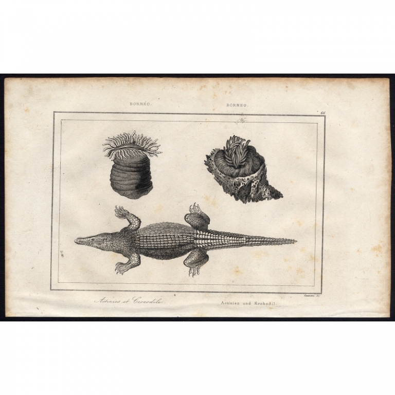 Antique Print of Sea anemones and a Crocodile by Rienzi (1836)