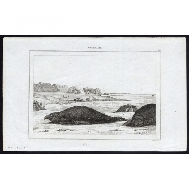 Antique Print of Sea elephants resting on a sandy beach by Rienzi (1836)