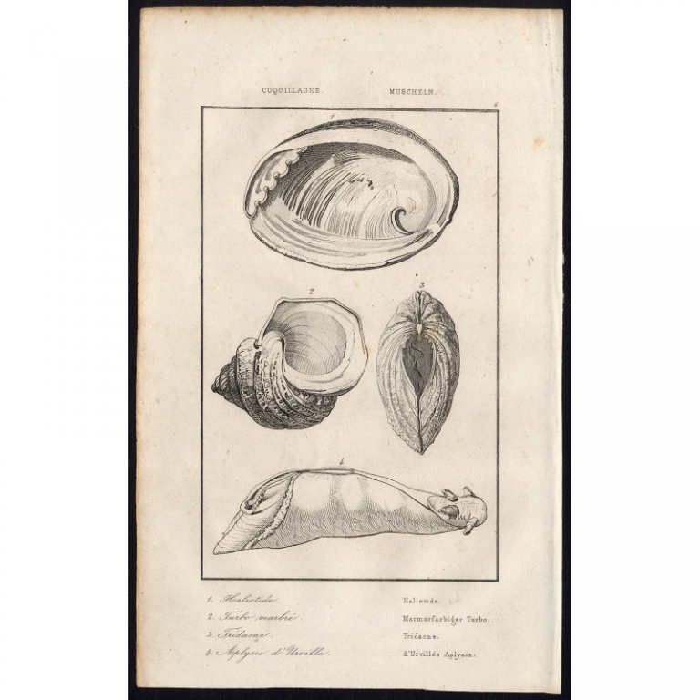 Antique Print of Shells and Mussels by Rienzi (1836)