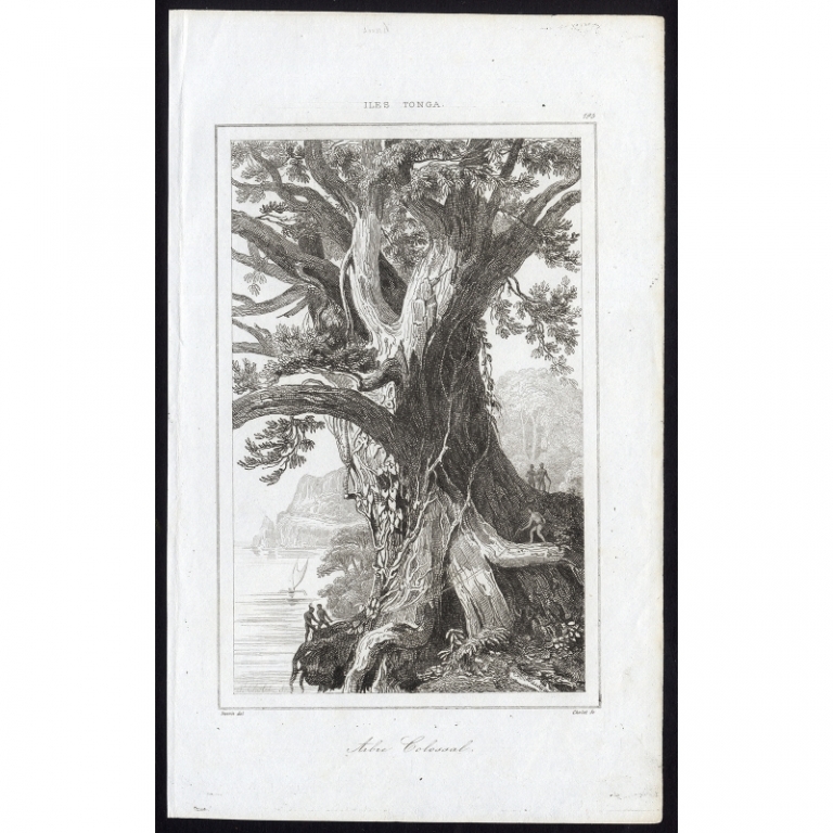Antique Print of a collosal tree on the Tonga islands by Rienzi (1836)