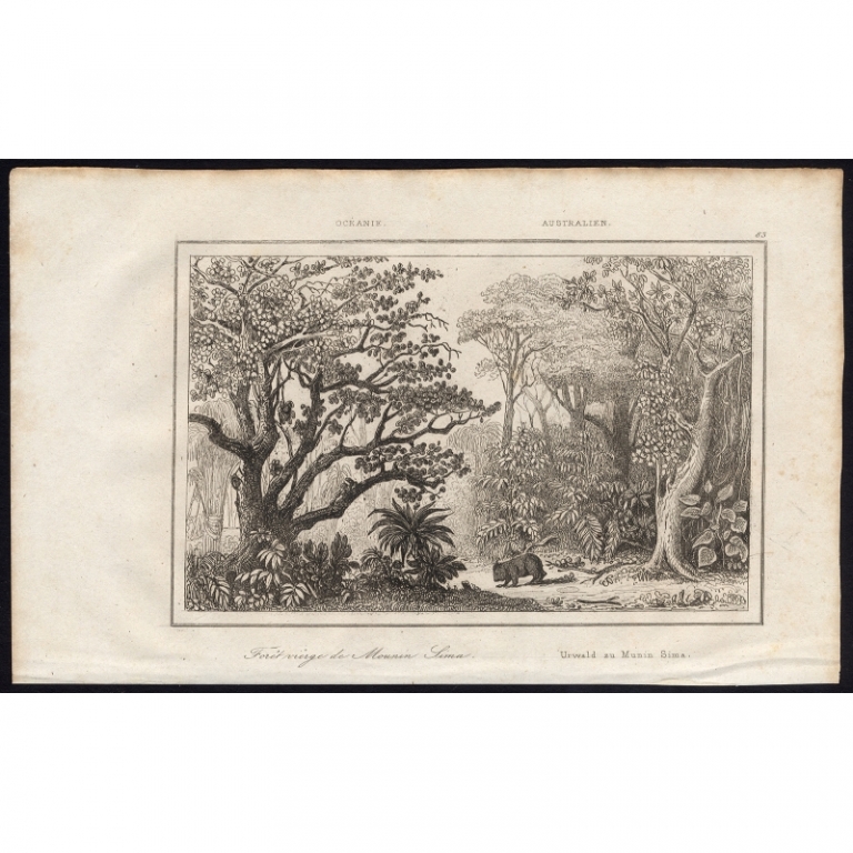 Antique Print of the virgin forest in Munin Sima by Rienzi (1836)
