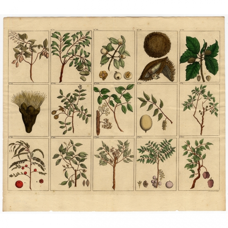 Antique Print of fruit and trees from Southeast Asia by Valentijn (1726)