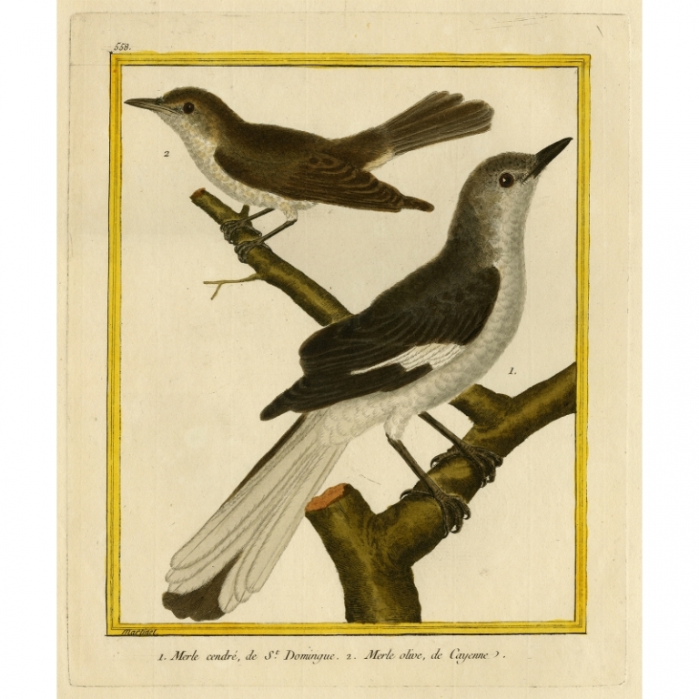 Antique Bird Print of Blackbirds from St. Domingo and Cayenne by Buffon (c.1770)