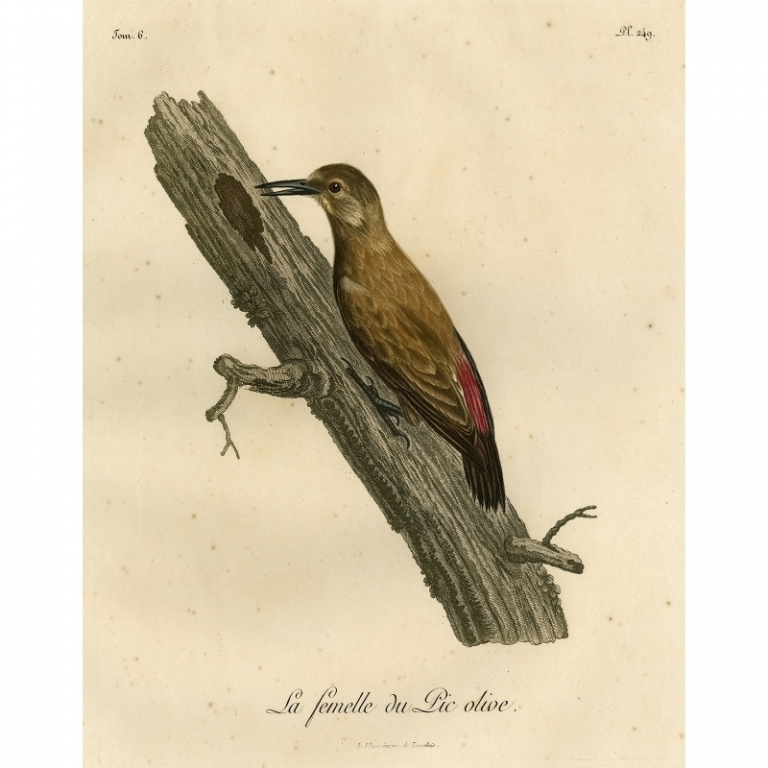 Antique Bird Print of the female green Woodpecker by Langlois (1799)