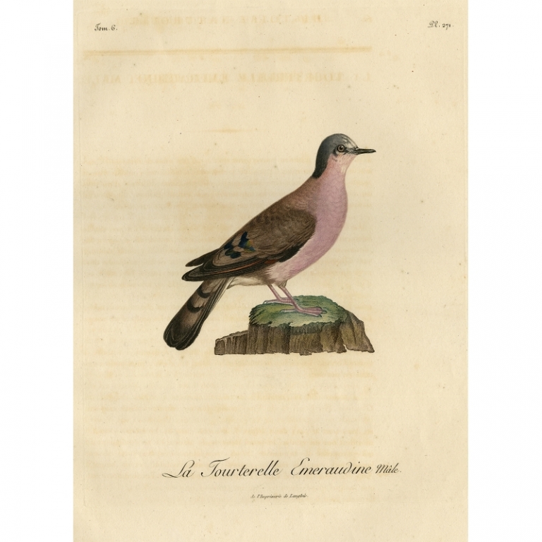 Antique Bird Print of a male Turtle Dove by Langlois (1801)