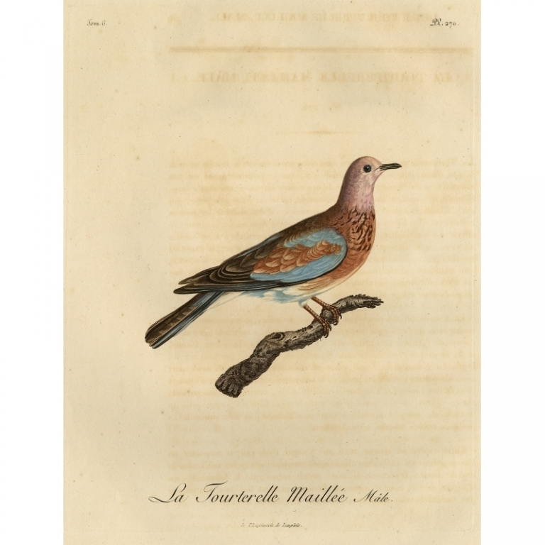 Antique Print of a Male Laughing Dove by Langlois (1803)