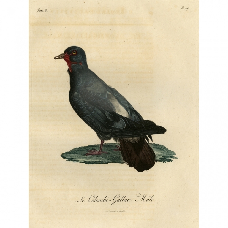 Antique Bird Print of a male Dove by Langlois (1800)
