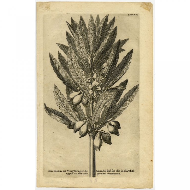 Antique Print of an Almond Branch by Goeree (1729)