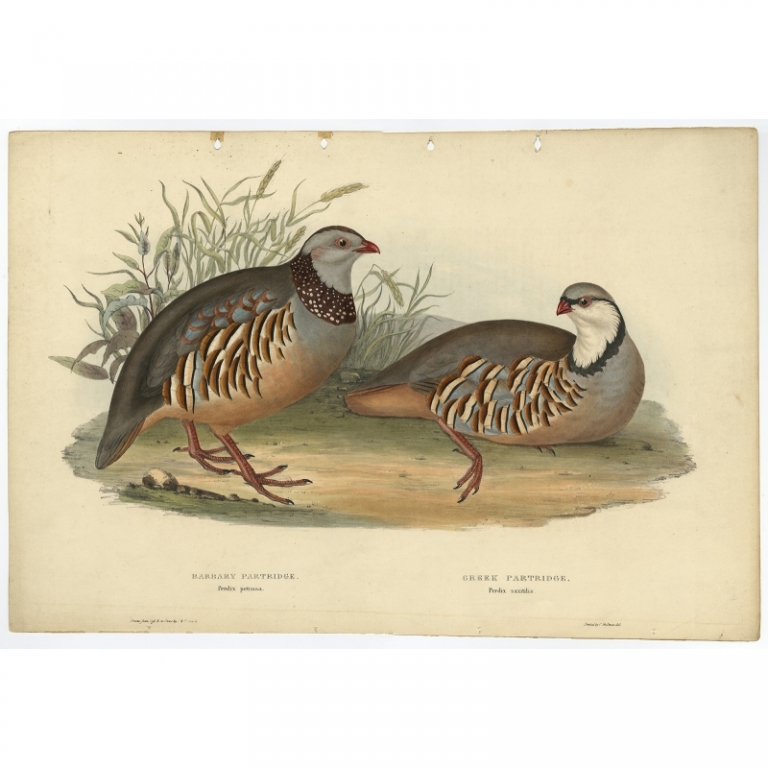 Antique Bird Print of the Barbary Partridge and Greek Partridge by Gould (1832)