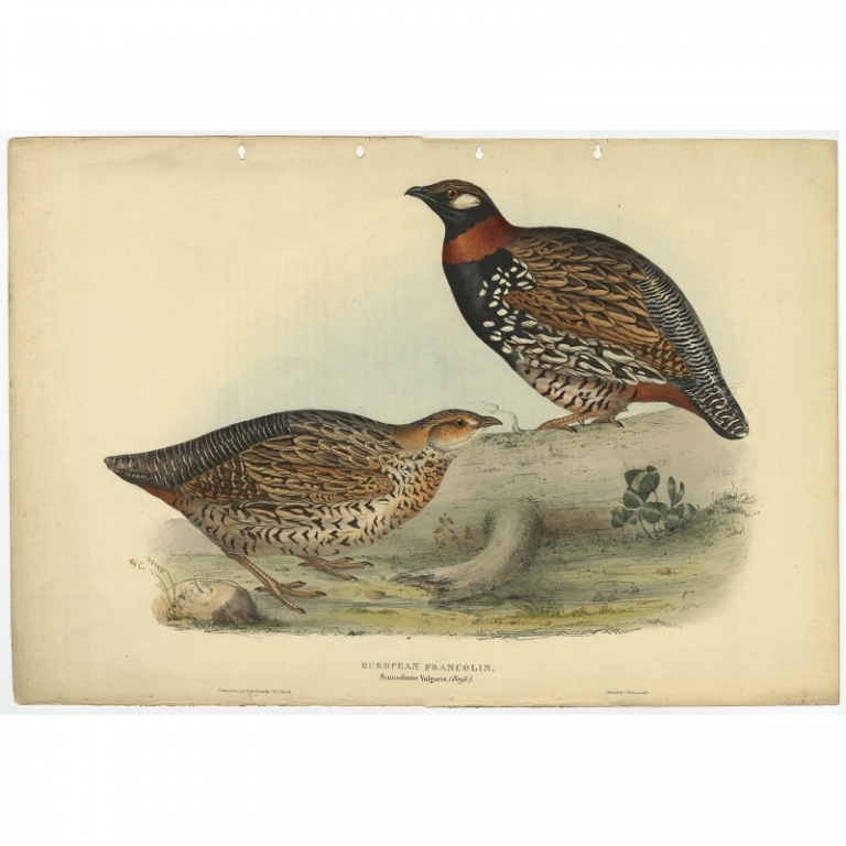 Antique Bird Print of the Black Francolin by Gould (1832)