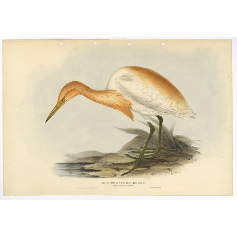 Antique Bird Print of the Cattle Egret by Gould (1832)