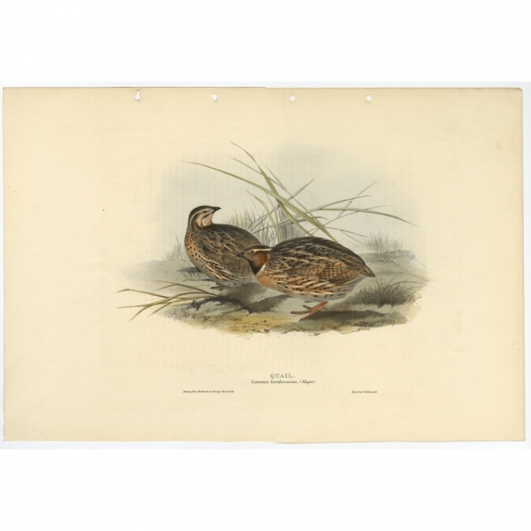 Antique Bird Print of the Common Quail by Gould (1832)