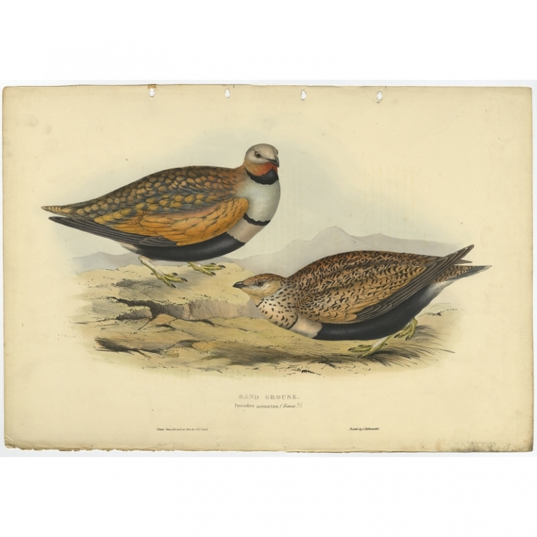 Antique Bird Print of a Sandgrouse by Gould (1832)
