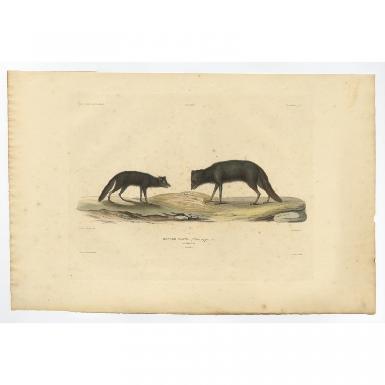 Pl.9 Antique Print of the Arctic Fox in Summer Coat by Gaimard (1842)