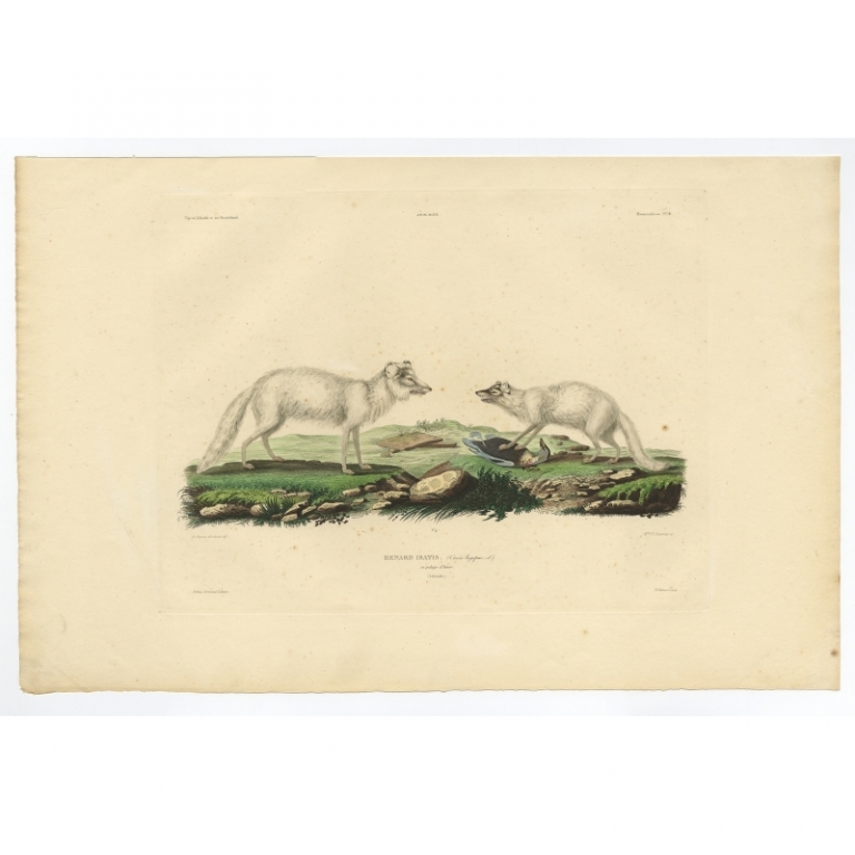 Pl.8 Antique Print of the Arctic Fox in Winter Coat by Gaimard (1842)