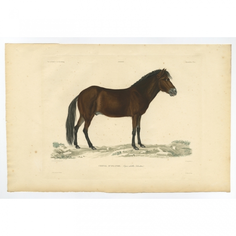 Pl.11 Antique Print of the Icelandic Horse by Gaimard (1842)