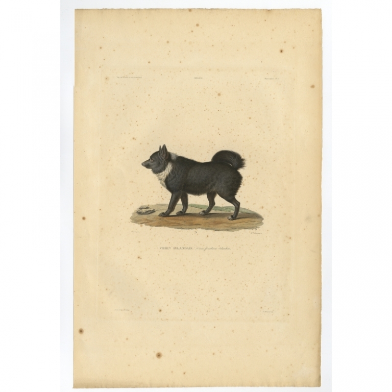 Pl.7 Antique Print of the Icelandic Sheepdog by Gaimard (1842)