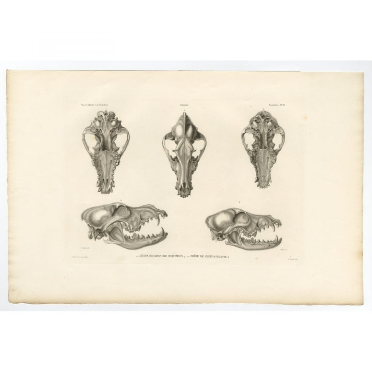 Pl.10 Antique Print of Dog Skulls by Gaimard (1842)