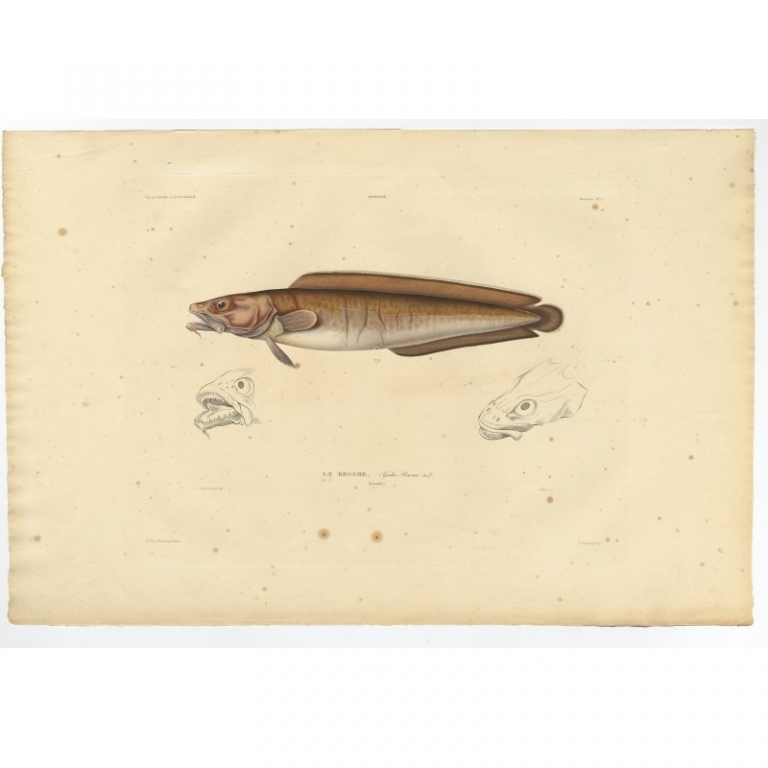 Pl.5 Antique Print of the Cusk Fish Gaimard (1842)