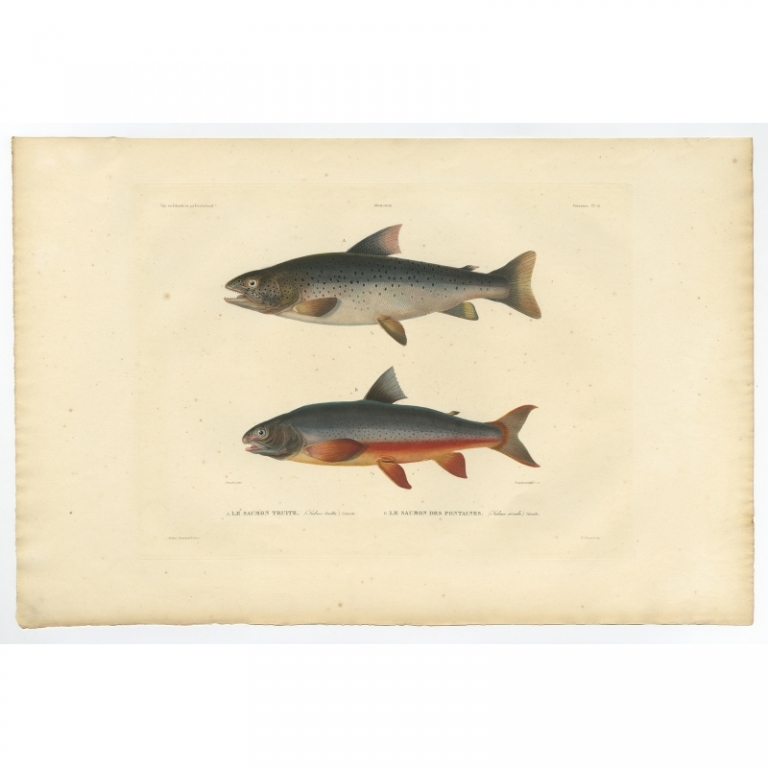 Pl.15 Antique Print of the Brown Trout and Brook Trout by Gaimard (1842)