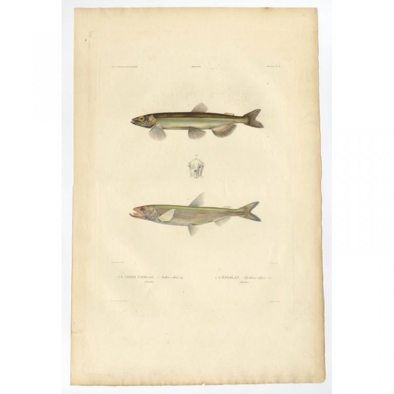 Pl.18 Antique Print of the Capelin by Gaimard (1842)