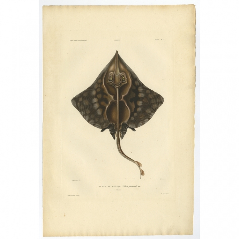 Pl.2 Antique Print of a Gaimard's Ray by Gaimard (1842)