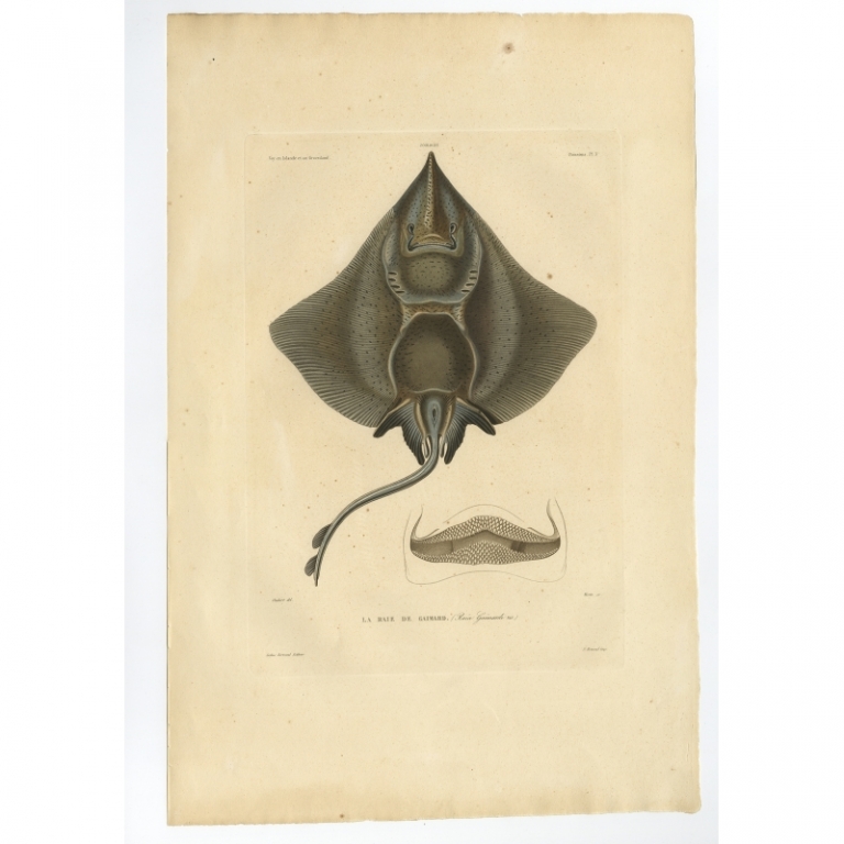Pl.3 Antique Print of a Gaimard's Ray by Gaimard (1842)