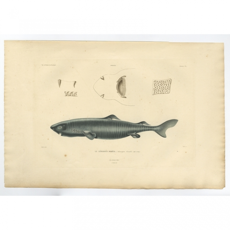 Antique Print of a Greenland Shark by Gaimard (1842)
