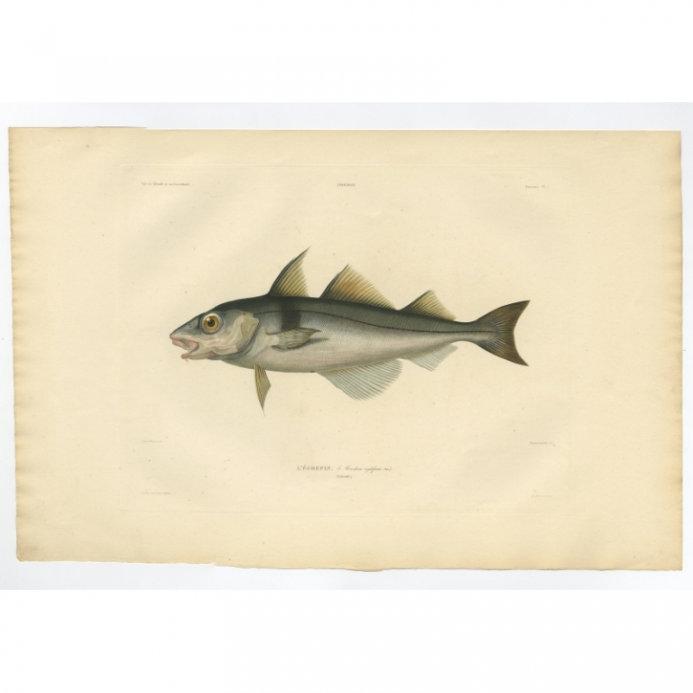 Pl.7 Antique Print of the Haddock by Gaimard (1842)