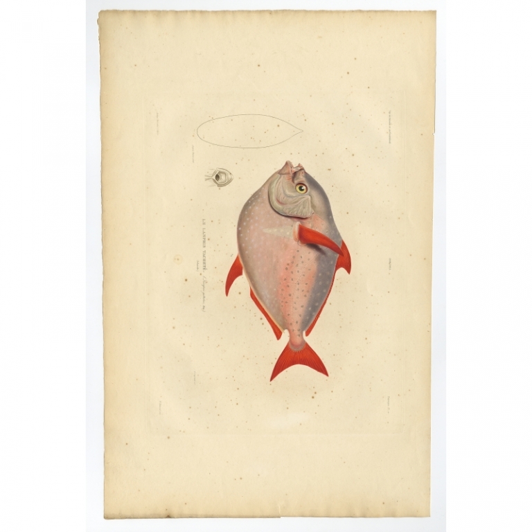 Pl.10 Antique Print of the Opah Fish by Gaimard (1842)