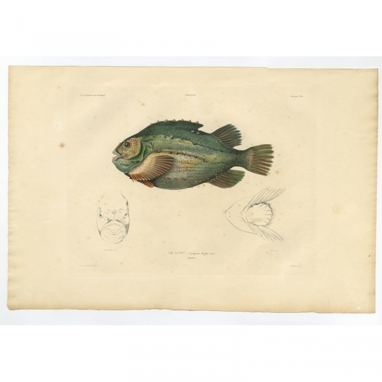 Pl.8 Antique Print of the Lumpfish by Gaimard (1842)