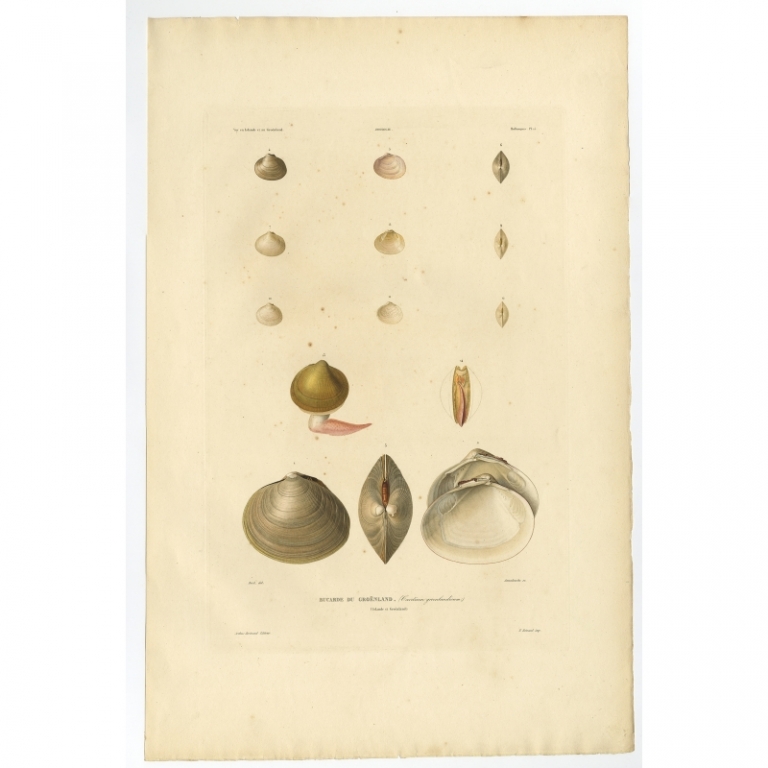 Pl.15 Antique Print of Molluscs by Gaimard (1842)