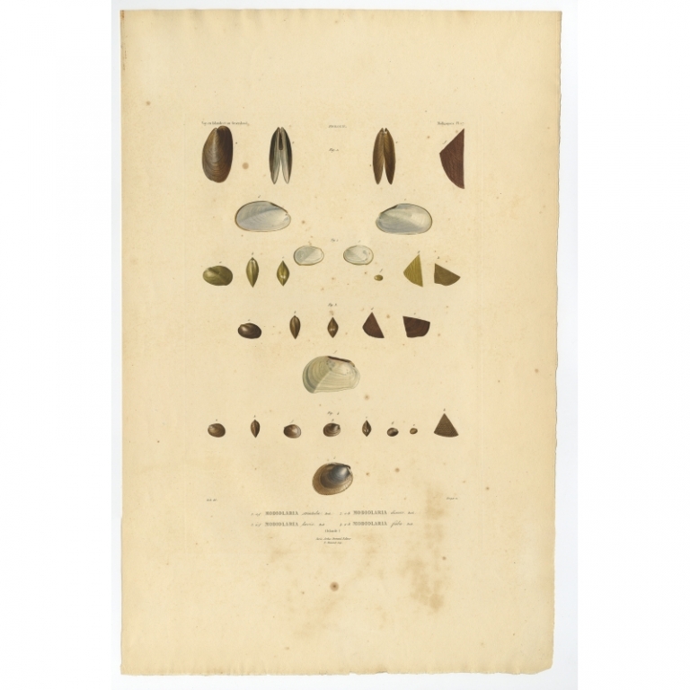 Pl.17 Antique Print of Mussel Shells by Gaimard (1842)