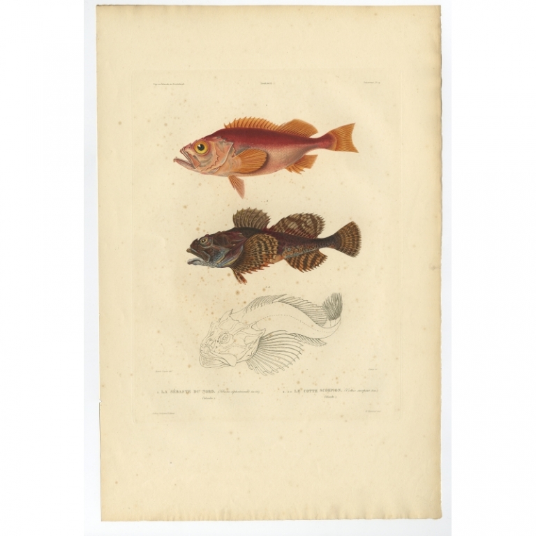 Pl.9 Antique Print of the Norway Redfish and Sculpin by Gaimard (1842)