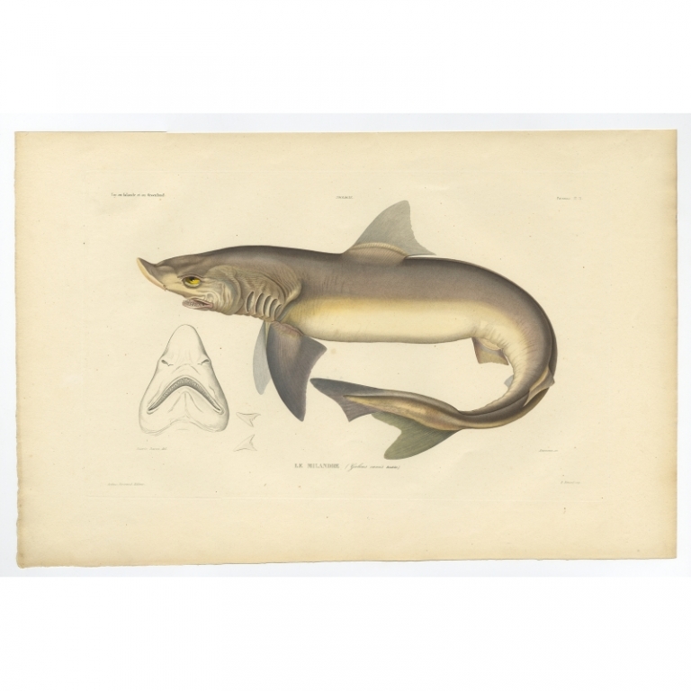 Pl.21 Antique Print of the School Shark by Gaimard (1842)
